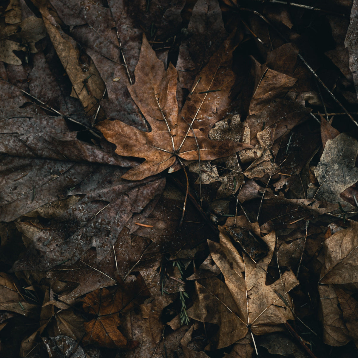 The Naturalist