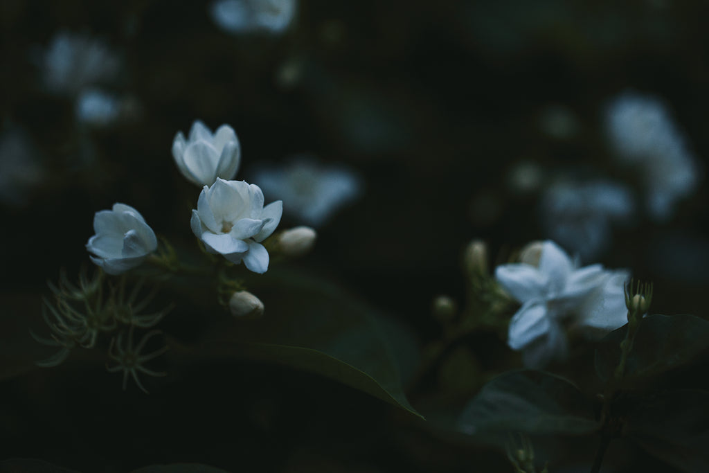 Duo des Fleurs