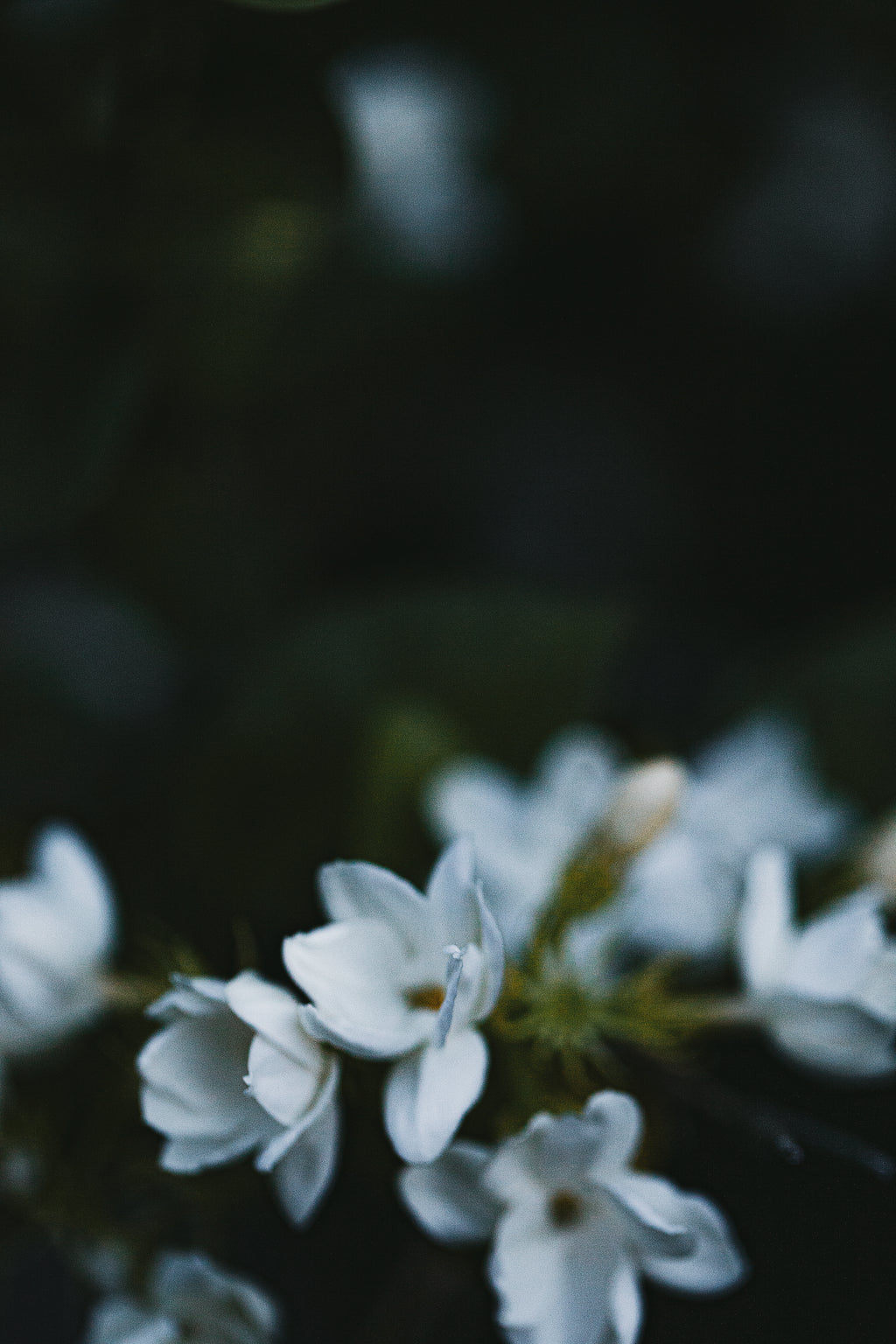 Duo des Fleurs