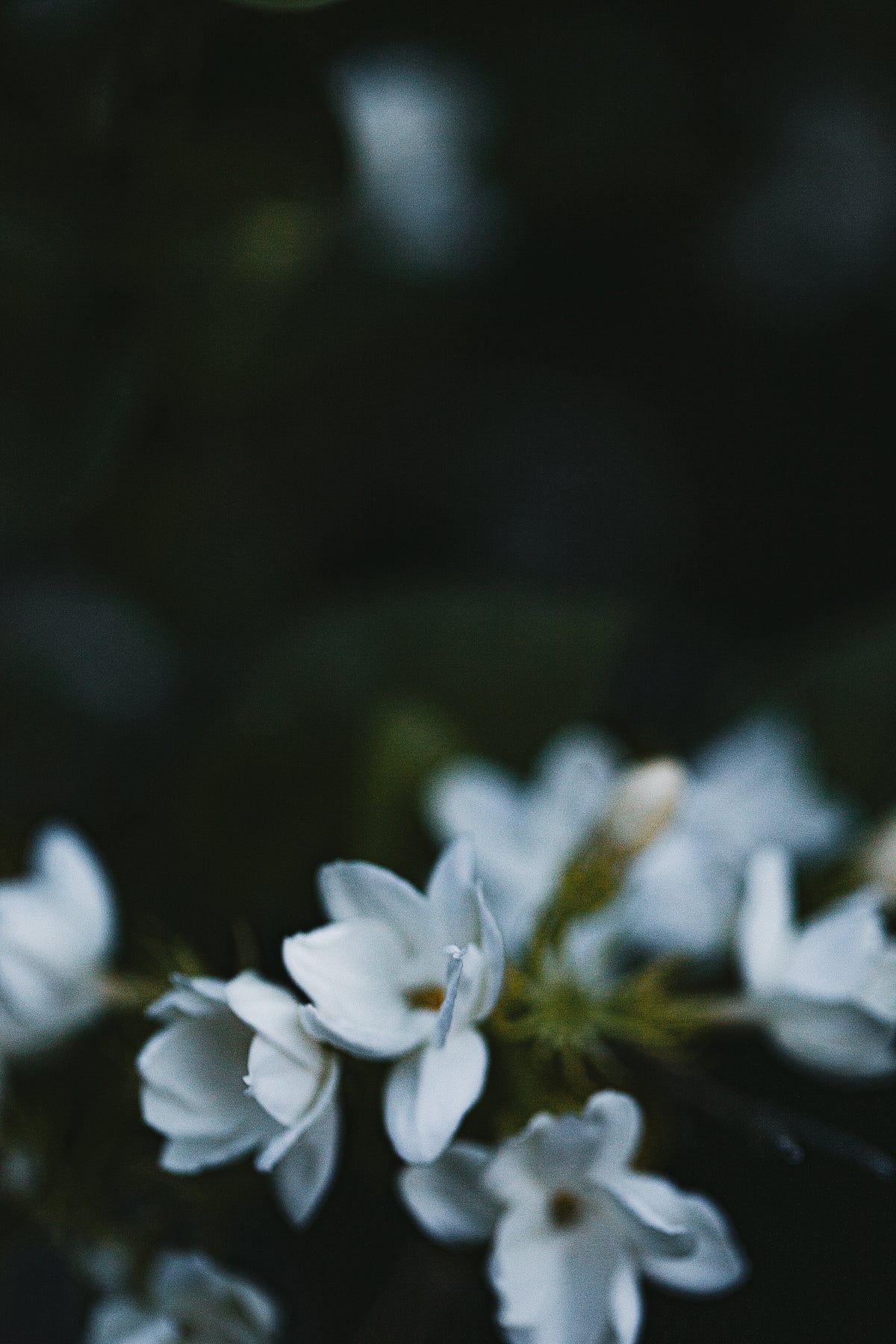 Duo des Fleurs